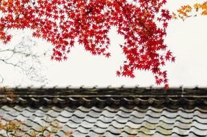 Fokus und unscharfer bunter Ahornblattbaum mit japanischem Hausdachhintergrund im Herbst. foto