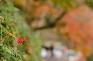 ahornblatttropfen auf farnbaum mit unscharfem hintergrund im herbst von japan. foto