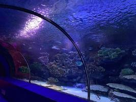 Glas-Unterwassertunnel mit Fischen im Ozeanarium von Crocus City. Moskau foto