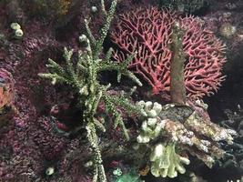 tropische fische und korallen im aquarium foto
