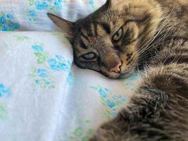 der kopf und die schnauze einer gestreiften, flauschigen, schönen schlafenden katze mit augen mit schnurrbart und ohren, die auf einem bett liegen foto