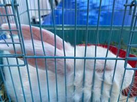 Weißes Kaninchen zu verkaufen. Osterhase in einem Käfig foto