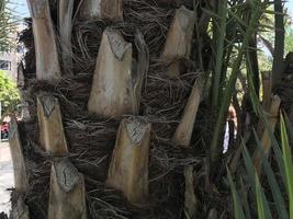 Textur der Palmrinde. exotischer Hintergrund. Holzhintergrund eines Palmenstamms foto