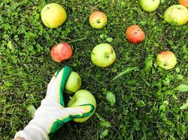 Äpfel liegen auf dem Boden, auf dem Gras im Garten. Gärtner in Schutzhandschuhen sammelt sie auf dem Feld. Ernte im Herbst. Futterzubereitung, Lebensmittelzubereitung. Vitamin-Dessert foto