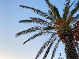 Schöne Palmen mit grünen, flauschigen, saftigen, großen Blättern gegen den blauen Himmel in einem touristischen, warmen, östlichen, tropischen Land im Süden. Hintergrund, Textur foto