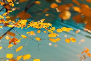 schöne natur nahaufnahme. goldorange Herbstblätter im Park, natürlicher Herbsthintergrund auf friedlichem, verschwommenem Laub. entspannende naturblätter, farben. ruhige ruhige sonnenschein abstrakte waldlandschaft foto