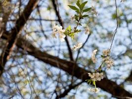 Kirschblüten am alten Baum foto