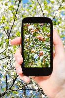 Foto von reifen rosa Äpfeln am Baum mit Blüten