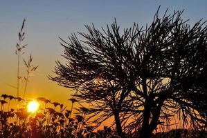 Baum- und Pflanzensilhouette foto