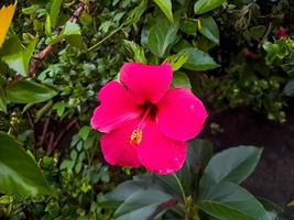 Schöne rote Hibiskusblüte auf einem Baum mit verschwommenem Hintergrund, Aufnahme eines sonnigen Morgens in einem Hausgarten. foto