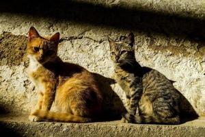 zwei kleine Katzen foto