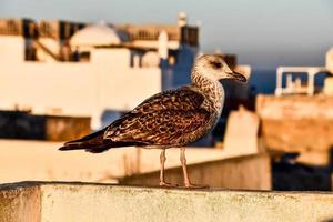 Möwe auf Gebäude foto