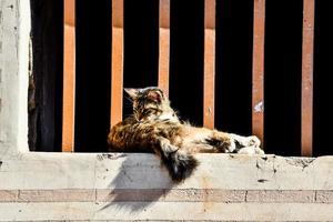 Katze auf der Fensterbank foto