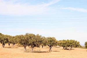 Baum Landschaftsansicht foto