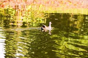 Ente auf dem Wasser foto