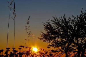 Sonnenuntergang Pflanzensilhouette foto
