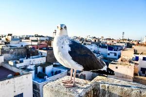 Möwe in Marokko foto