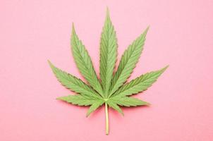 Cannabis grünes Blatt foto