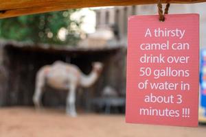 Kamelfakten Faktentafel mit Kamel foto
