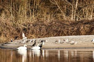 Wasservögel am Ufer foto