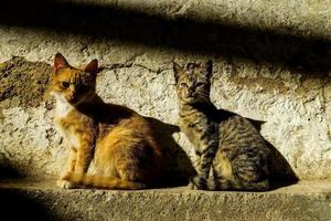zwei süße Katzen foto