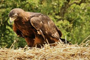 ein Blick auf einen Steinadler foto