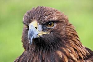 ein Blick auf einen Steinadler foto