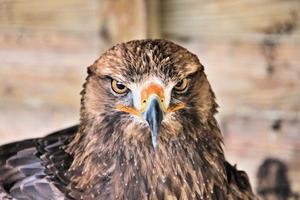 ein Blick auf einen Steinadler foto