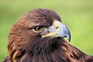 ein Blick auf einen Steinadler foto