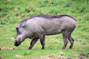 ein Blick auf ein Warzenschwein foto