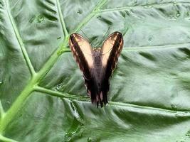 ein Blick auf einen Schmetterling foto