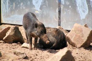 ein Blick auf ein Warzenschwein foto