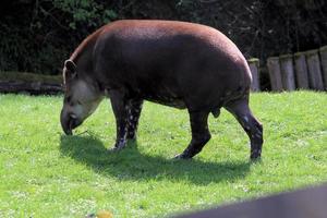 Blick auf einen Tapir foto