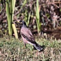 ein Blick auf einen gewöhnlichen Myna-Vogel foto