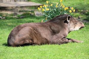 Blick auf einen Tapir foto