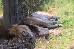 ein blick auf einen afrikanischen löwen foto