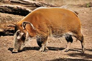 ein Blick auf ein Red River Hog foto