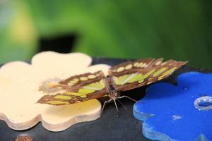 ein Blick auf einen Schmetterling foto