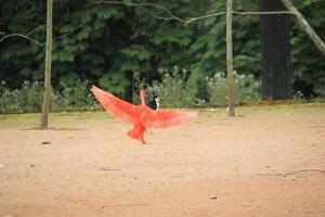 Blick auf einen scharlachroten Ibis foto