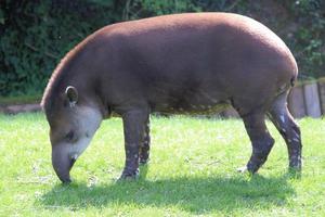 Blick auf einen Tapir foto