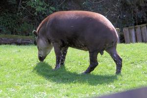 Blick auf einen Tapir foto