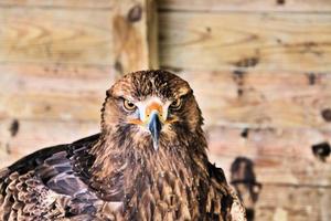 ein Blick auf einen Steinadler foto