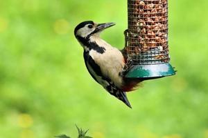 ein Blick auf einen Vogel foto