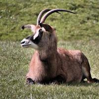 Blick auf eine Antilope foto