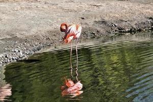 ein Blick auf einen Flamingo foto