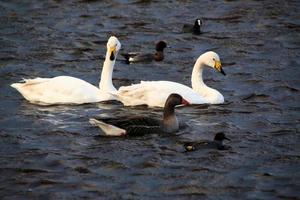 Blick auf einen Singschwan im Naturschutzgebiet Martin Mere foto