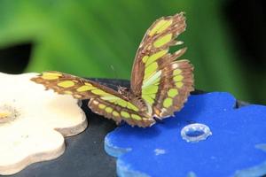 ein Blick auf einen Schmetterling foto