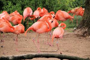 ein Blick auf einen Flamingo foto