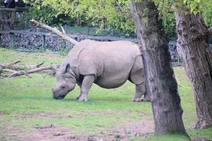 ein Blick auf ein Nashorn foto