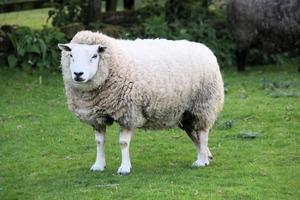 Blick auf ein Schaf foto